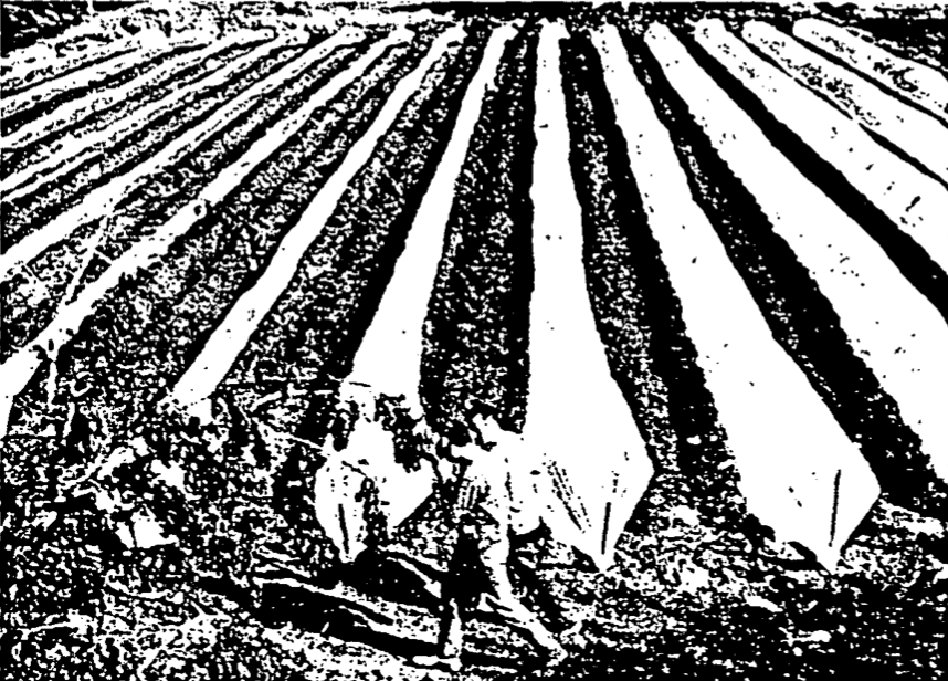 Vicent Ferrer Marí, de can Perot d'es Bosc d'es Canar, un dels agricultors avançats que es dediquen al cultiu amb plàstic.
