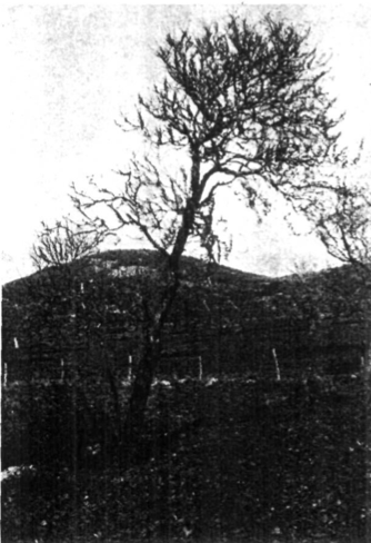 Arbre envellit i improductiu típic de la nostra illa.