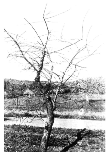 Arbre rejovenit i empeltat de noves varietats a Can Fornet, Buscastell, als dos anys d'esporgat. Es pot comprovar que totes les branques són noves i l'arbre és completament nou i ben format.