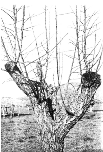 Arbre a Can Cosmi de Corona un any després de l'esporga de rejoveniment. Podem veure les vigoroses brotades que donaran lloc a un arbre jove i ben format.