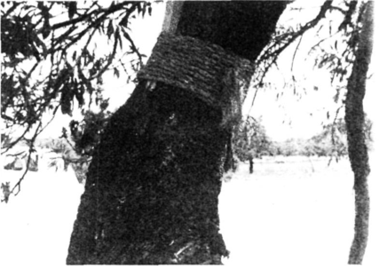 Arbre vell acabat d'empeltar d'escudet al tronc, per tal de renovar-lo (es Puig d'es Llobets, Sant Rafel).