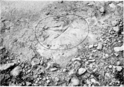 Formentera. - Primera creu-fit que es posà per a delimitar la mitja llegua quadrada de bosc que el rei va donar a Marc Ferrer lany 1695.