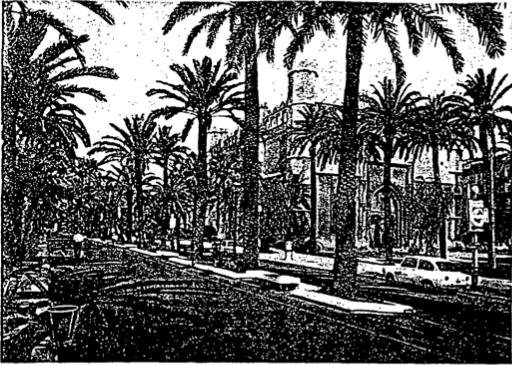 Campus universitari amb palmeres