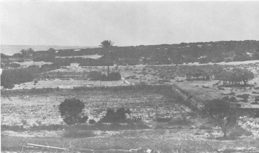 Paisatge humanitzat de tipus agrícola al centre de l'Illa de s'Espalmador. Els savinars s'interrompen per deixar lloc a petits conreus de vinya i figueres, així com a altres elements tipicament lligats a la presència de l'home, tals com figueres de pic, palmeres, piteres, etc.