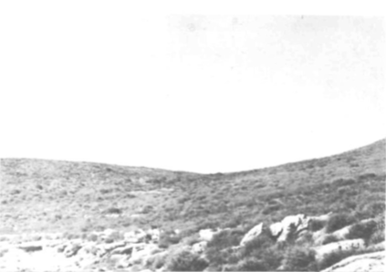 Vista parcial de l'illa de s'Espartar a on pot observar-se la manca d'estrat arbori i les esparteres (Stypa tenacissima L.) cobrint gran part de la superficie. 29-6-73.