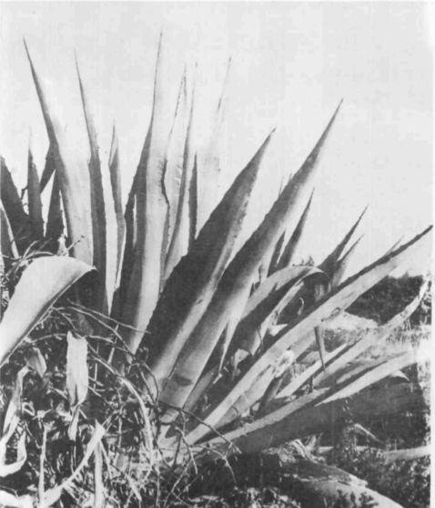 La pita (Agave americana L) és frequent a tota la ruralia eivissenca a causa de l'ús que, altre temps, es va fer de les seues fulles.