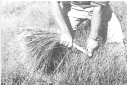 La recol·lecció d'espart amb l'ajuda del collidor. S'Espartar, 10-IX-1973.