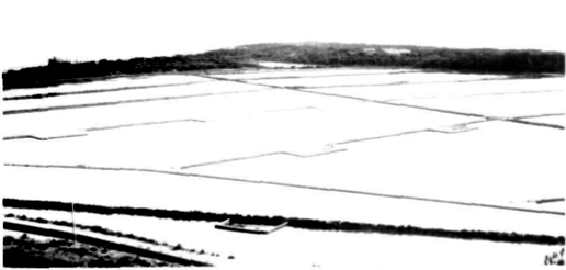 L'extracció i l'exportació de la sal, principal i quasi única font de riquesa de l'illa, havia quedat molt reduïda durant els primers anys de la guerra.