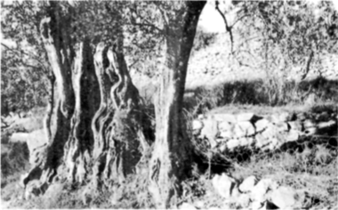 Tronc d'olivera