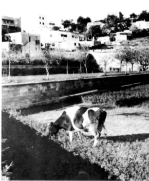 Una vaca pasturant a prop de cases