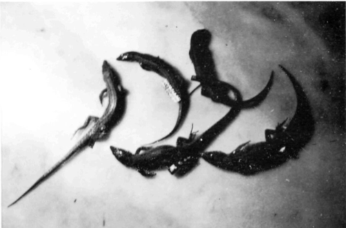 Sargantana d'es Freus, Podarcis pityusensis algae.