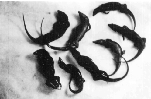 Sargantanes negres de ses Bledes, Podarcis pityusensis maluquerorum.