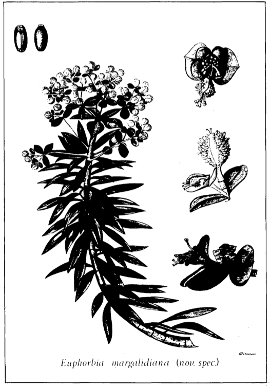 Euphorbia margalidiana (nov. spec.)