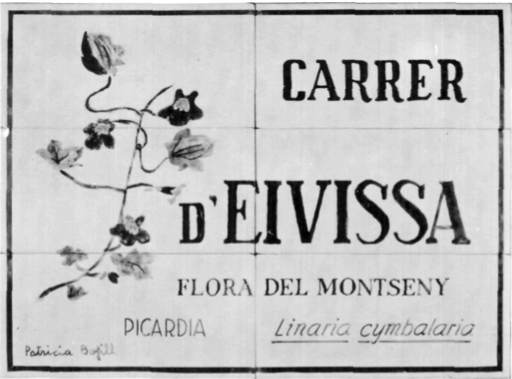Rètol de carrer d'Eivissa a Sant Celoni amb il·lustració de Linaria cymbalaria