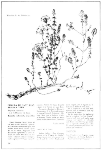 Il·lustració botànica de Frígola de Sant Joan (Thymus capitatus)