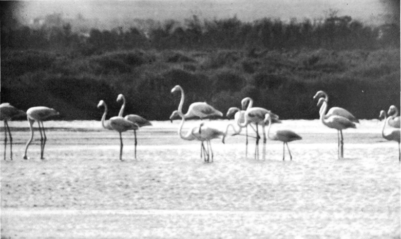 Flamencs
