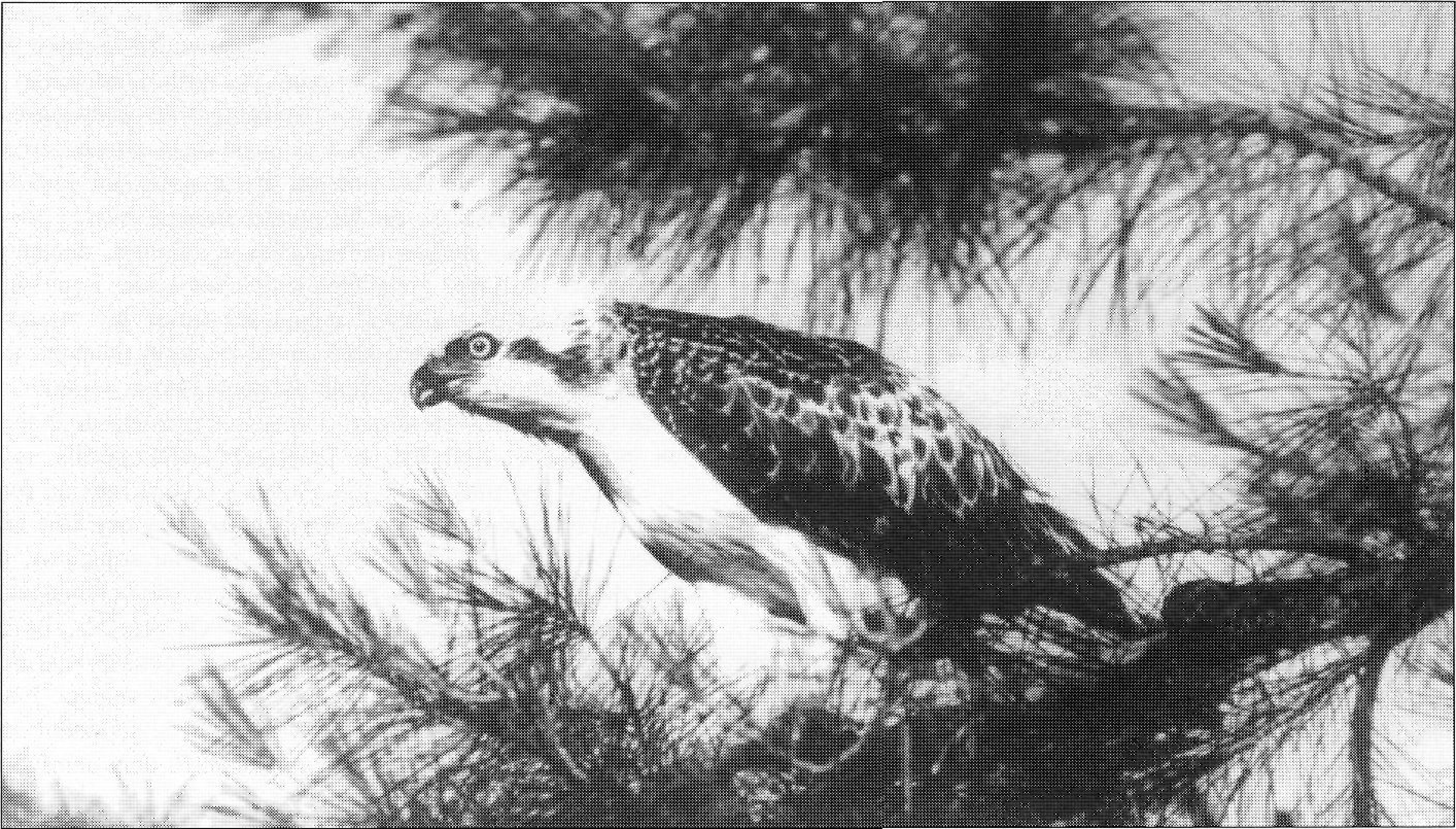 Àguila peixatera