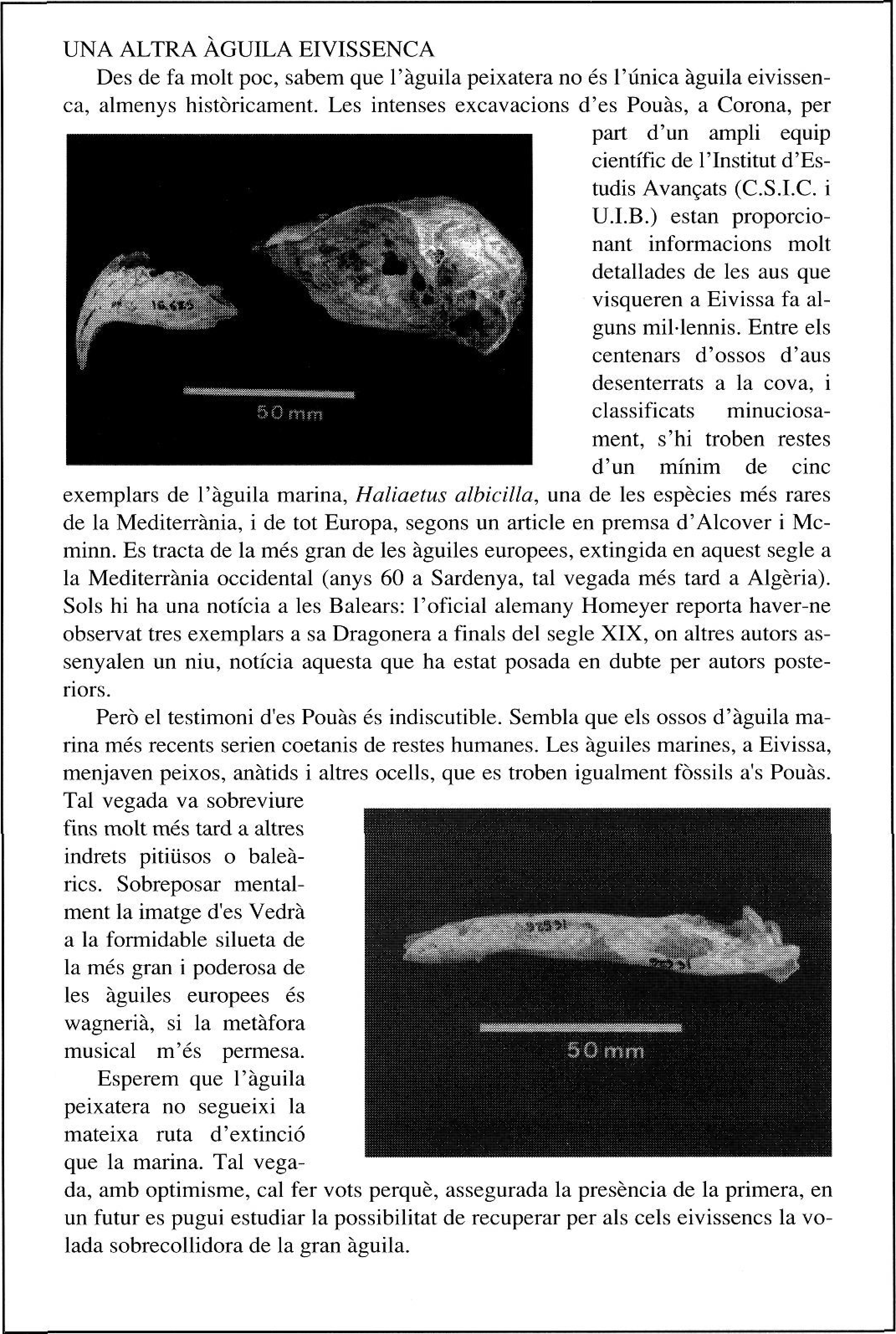 Ossos d'àguila marina (Haliaetus albicilla) trobats a es Pouàs