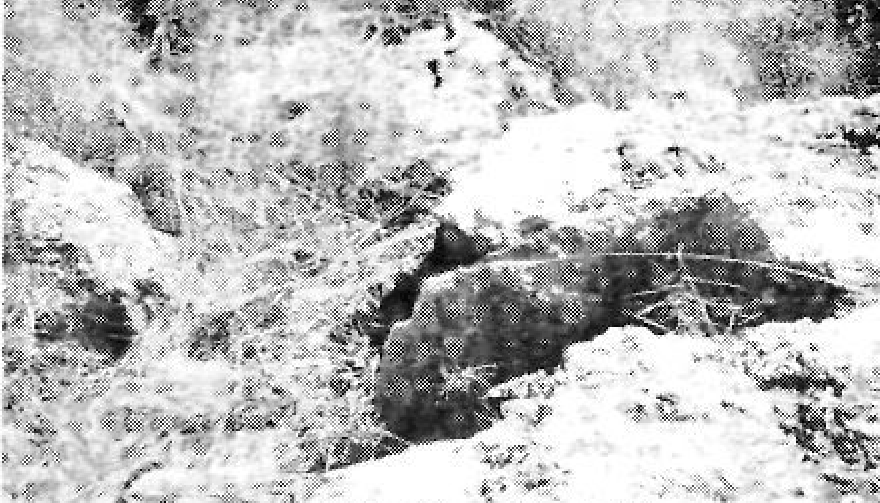 Fita del Coll d'en Cabra (2)