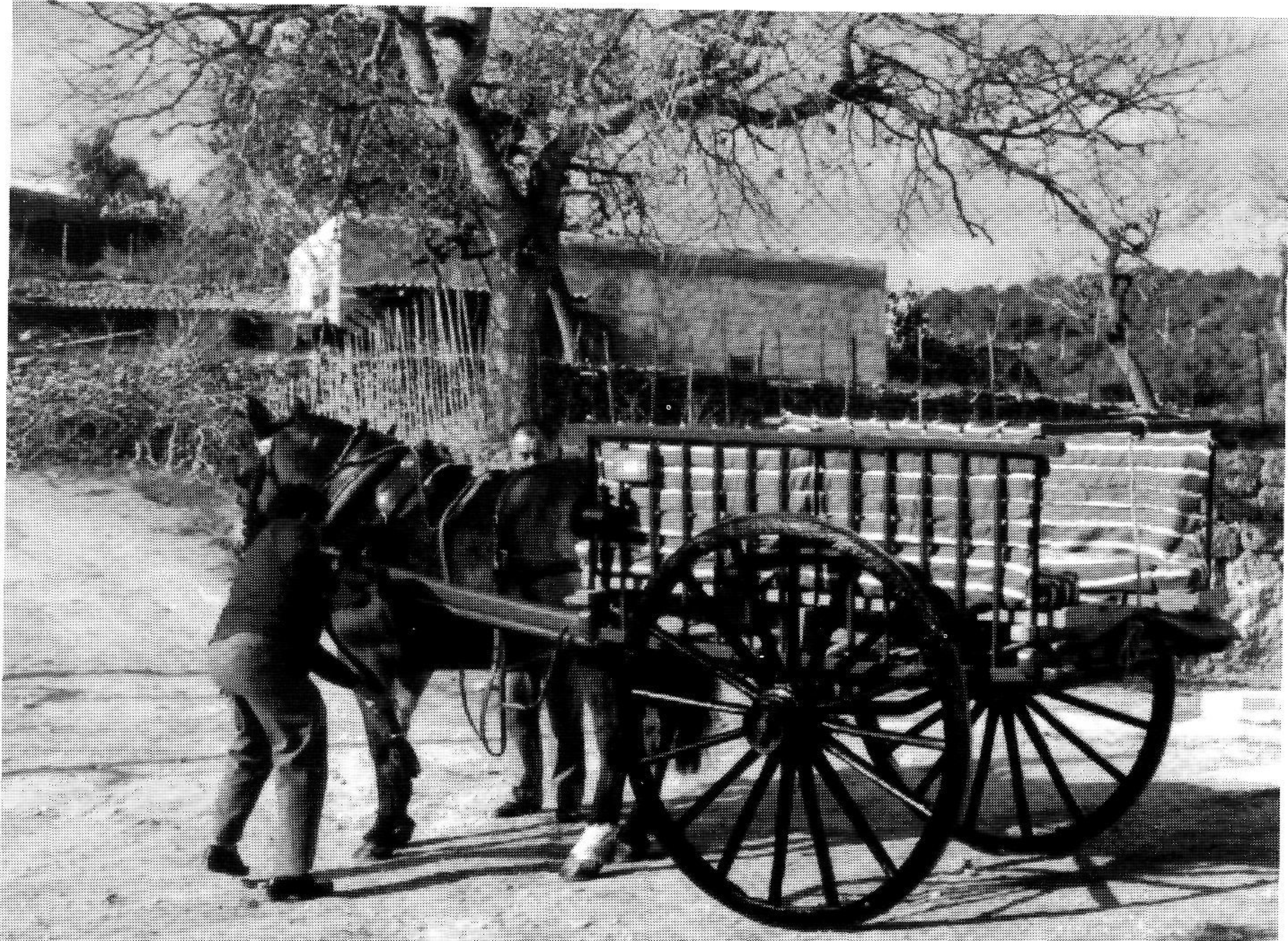 Un carro de baranes a can Xesc Nebot. Sant Josep 1987.
