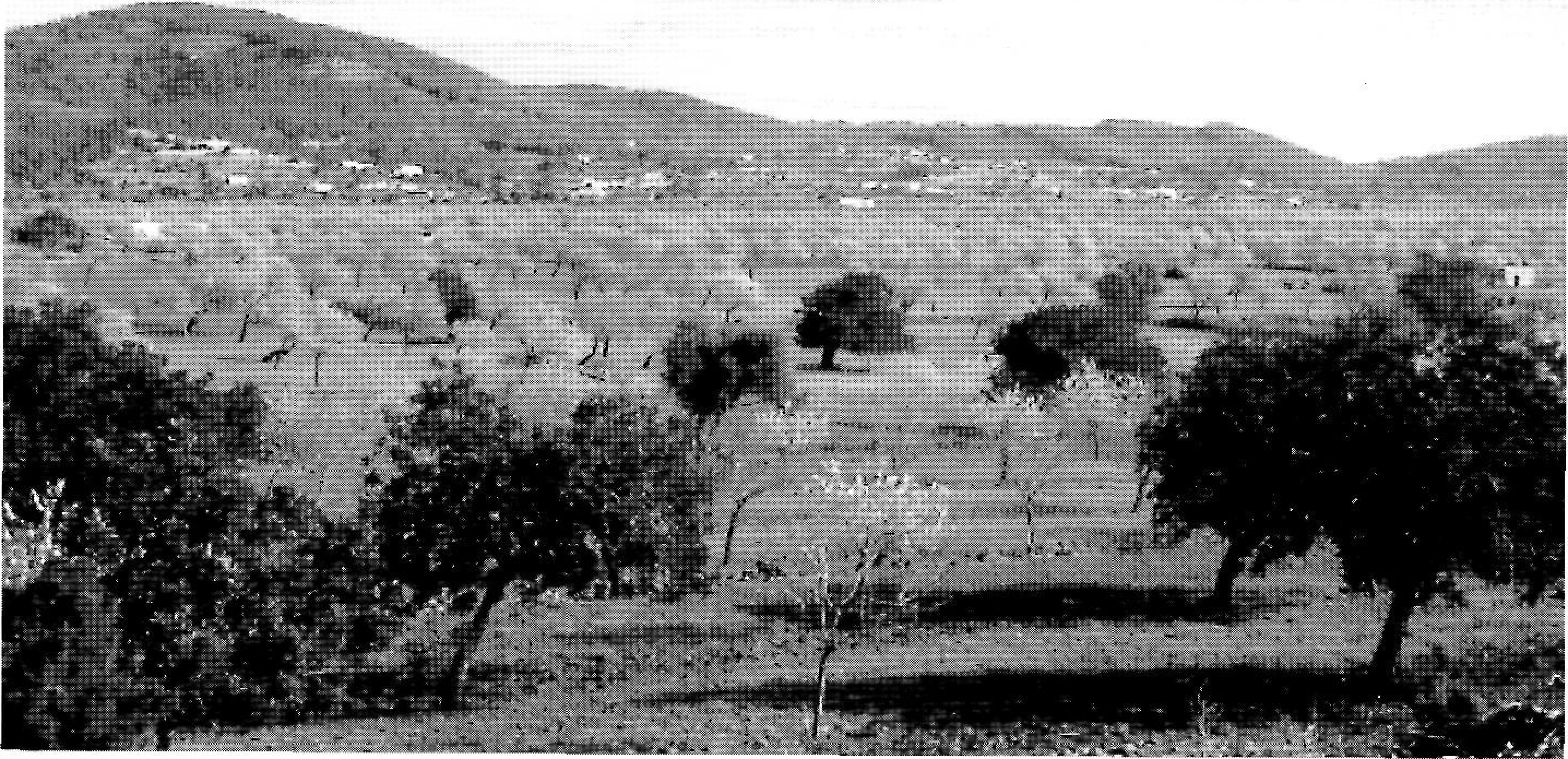 Pla de Corona. Vénda del Pla (Santa Agnès). (Foto: J. Marí Cardona.)