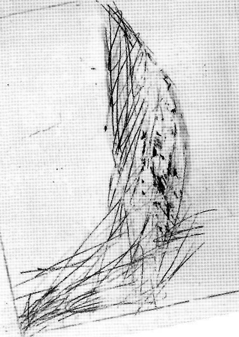 Sense títol (1991), collage sobre tela, obra de Tur Costa.