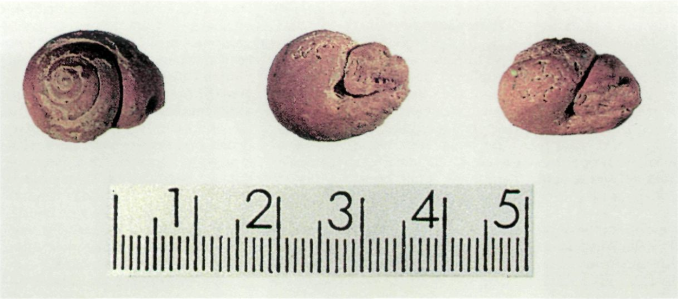 Helícids recollits al marès miocè de la pedrera de can Rita.