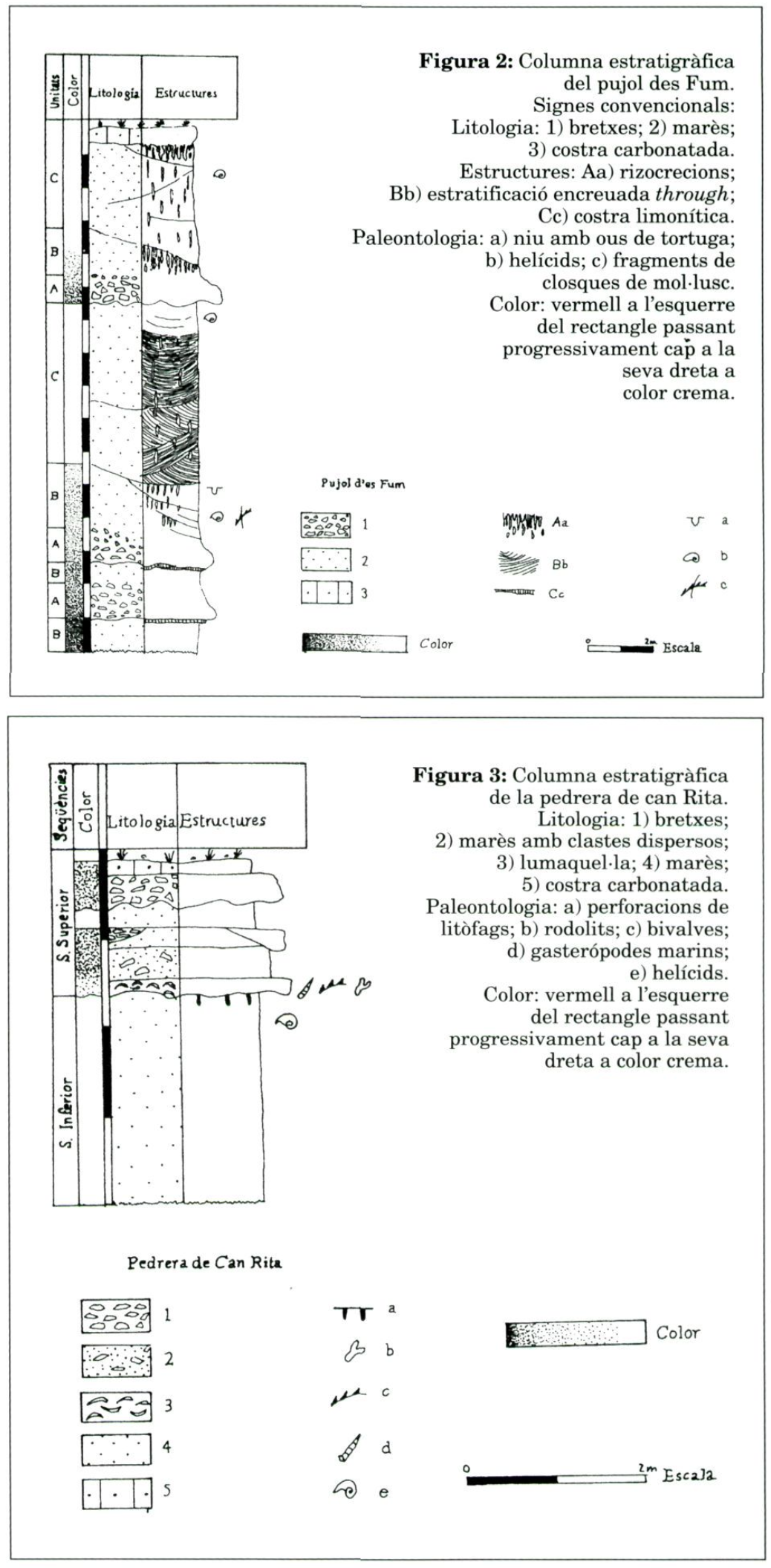 Figura 2: Columna estratigràfica del pujol des Fum. Signes convencionals: Litologia: 1) bretxes; 2) marès; 3) costra carbonatada. Estructures: Aa) rizocrecions; Bb) estratificació encreuada through; Cc) costra limonítica. Paleontologia: a) niu amb ous de tortuga; b) helícids; c) fragments de closques de mol·lusc. Color: vermell a l'esquerre del rectangle passant progressivament cap a la seva dreta a color crema.