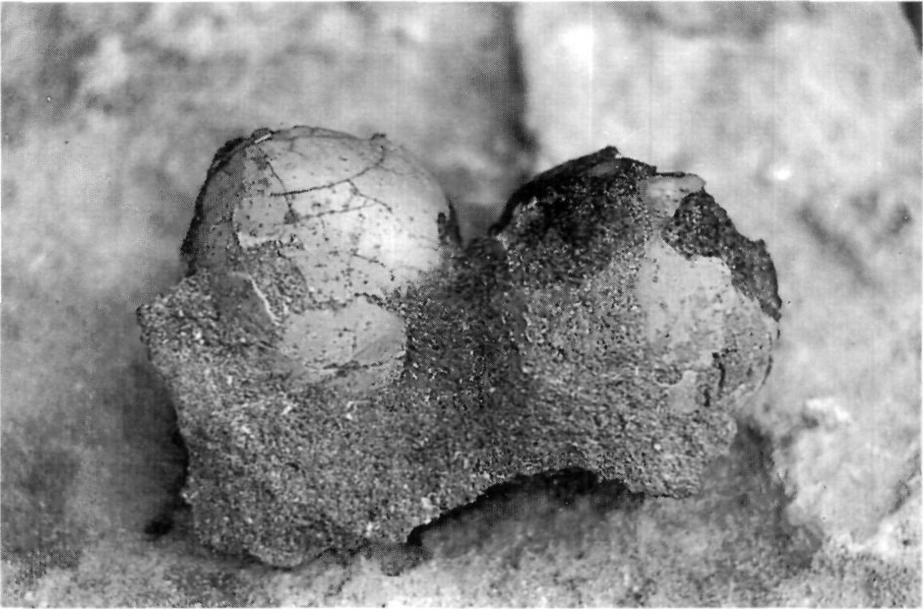 Figura 3: Columna estratigràfica de la pedrera de can Rita. Litologia: 1) bretxes; 2) marès amb clastes dispersos; 3) lumaquel·la; 4) marès; 5) costra carbonatada. Paleontologia: a) perforacions de litòfags; b) rodolits; c) bivalves; d) gasterópodes marins; e) helícids. Color: vermell a l'esquerre del rectangle passant progressivament cap a la seva dreta a color crema.