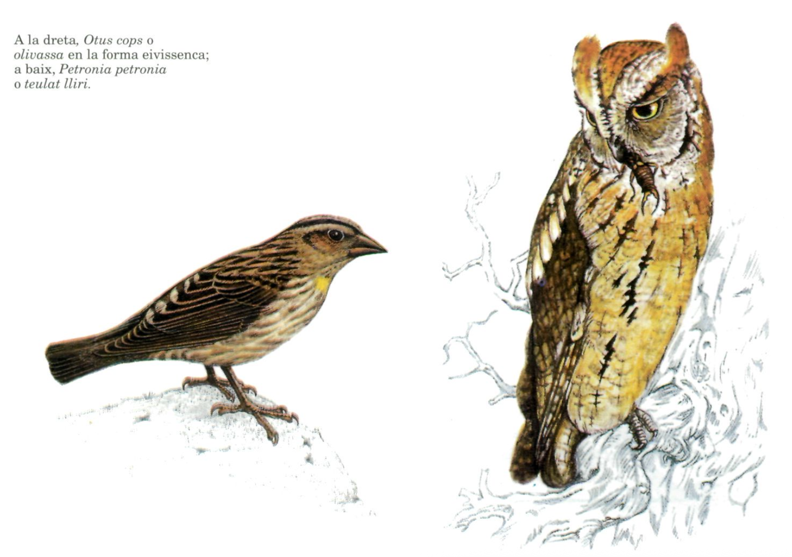 Imatge superior: la majoria dels informants barreja els trets identificatius de Tyto alba i Otus scops i la dificultat de repartir els tres noms de mussol, olivassa i òbila.