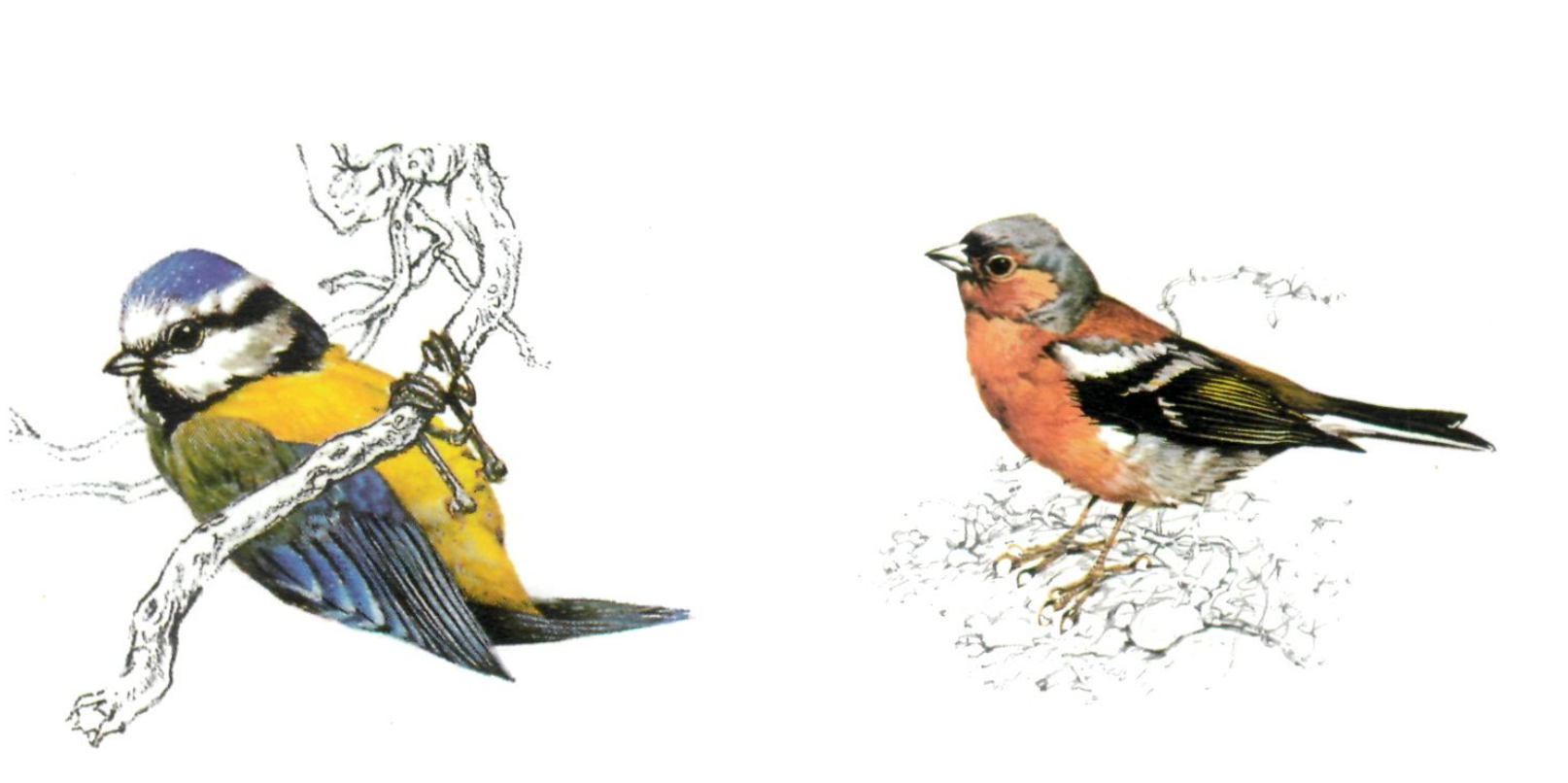 A continuació, Parus caeruleus o ferreret, i Fringilla coelebs, del qual poquíssima gent sap noms.