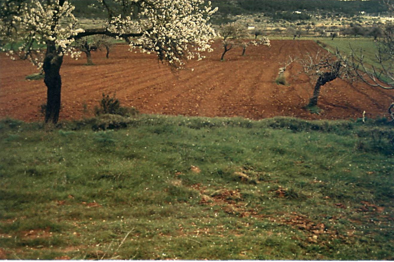 Sobre els sòls intensament rojos de la plana de Santa Agnès de Corona encara es poden veure els antics conreus.