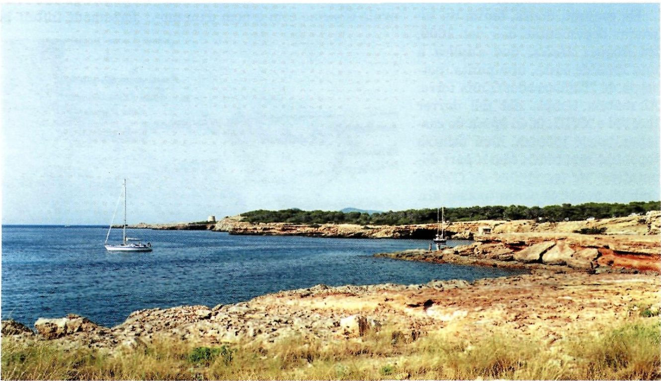 Entre les platges i la punta de Comte no hi ha cap altre tram de costa arenosa on es trobin opercles de caragols de fonera.