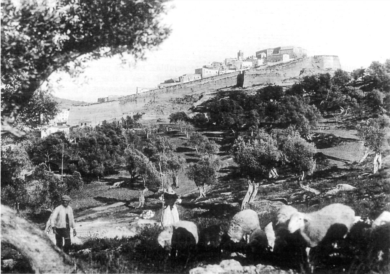 Pastoreig d'ovelles prop de Vila. (Foto: Viñets, cortesia de l'Arxiu Històric Municipal d'Eivissa.)