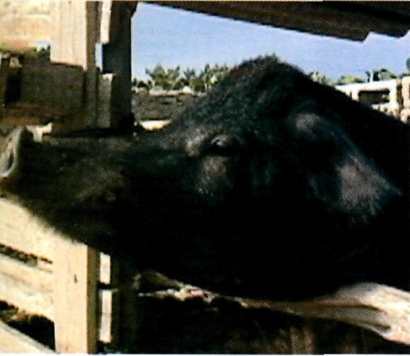 Detall del cap d'un porc negre de Formentera de 3 anys.