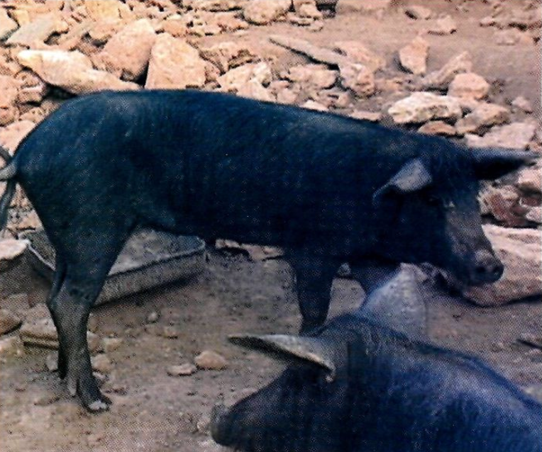 Garrí de porc negre de Formentera.