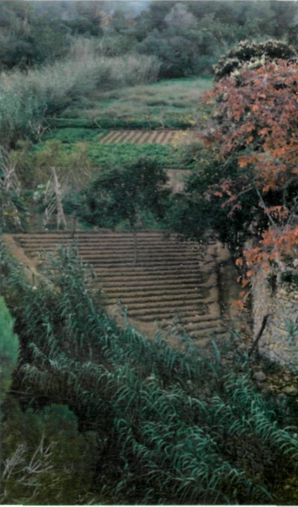 Un hort del torrent de ses Fonts, es Cubells