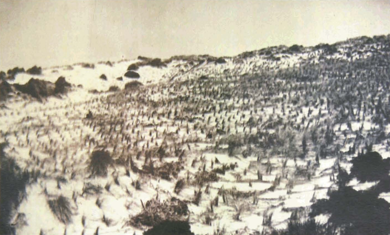 Plantacions de barró per fixar les dunes. (Foto: Dunas Formentera Exp. nº 48.)