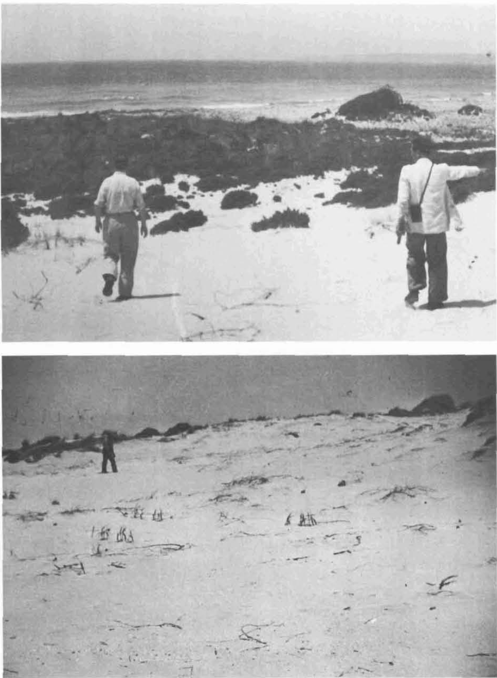 Estat inicial de la zona: un sòl arenós, pràcticament desproveït de vegetació. (Foto: Dunas Formentera Exp. nº 48.)