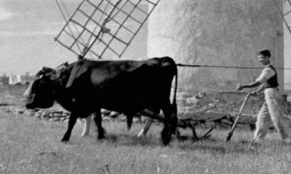 Els bous eren les bèsties usuals dels colons del s. XIII. Detall d'una fotografia feta la Mola de Formentera devers 1970 per (CAMPAÑA, A.-PUIG-FERRÁN, J. 1976. Ibiza Formentera, Barcelona).