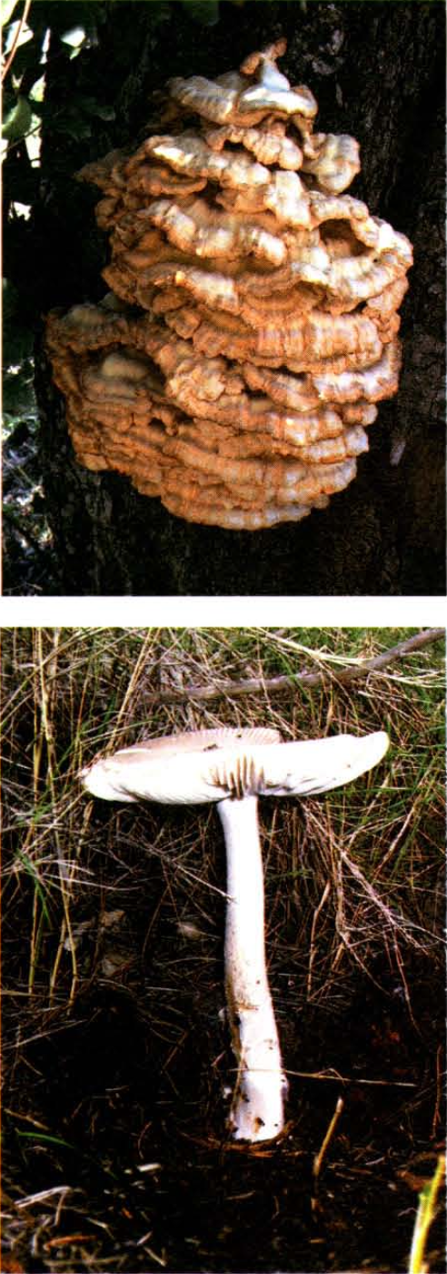 Agaricus xanthodermus