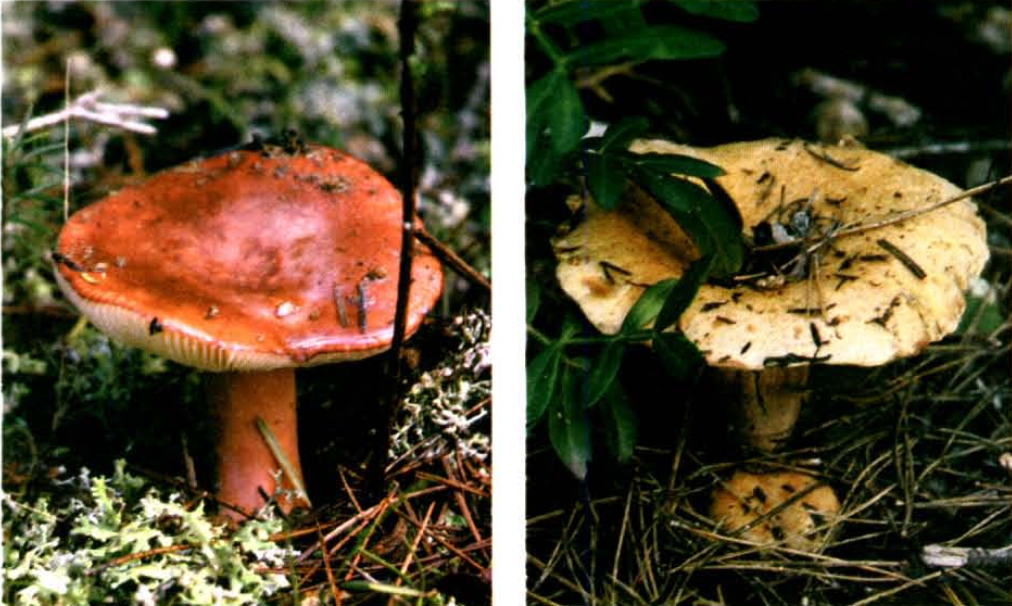 Amanita vaginata