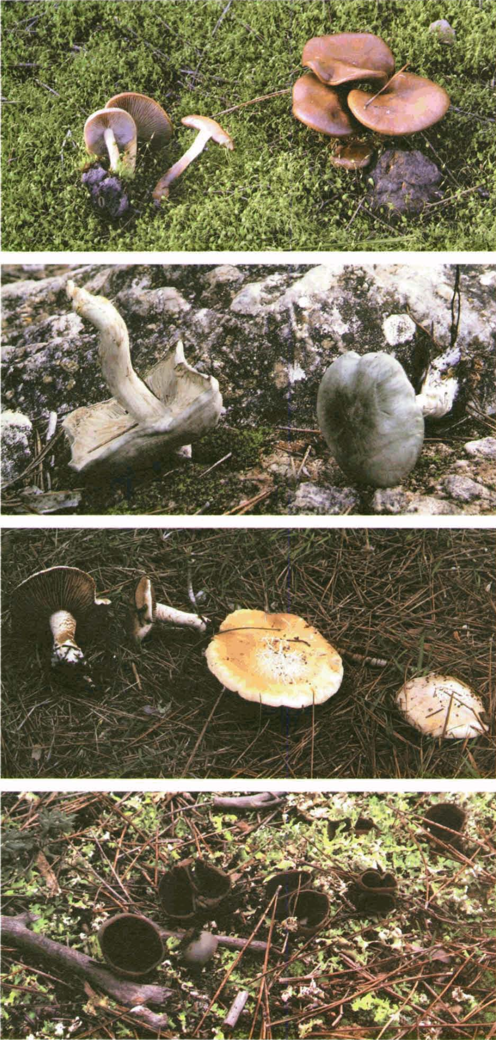 Exemplar del gènere Lactarius, pebràs