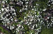 Cladonia foliacea (Huds.) Willd.