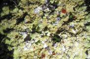 Fulgensia fulgens (Swartz) Glenkin