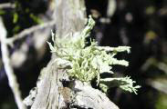 Ramalina lacera (With.) J. R. Laundon