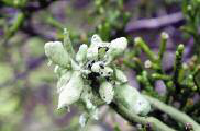 Ramalina pusilla Duby