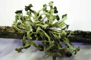Ramalina fastigiata (Pers.) Ach.