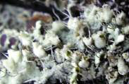 Physcia adscendens (Fr.) H. Olivier.