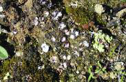 Psora decipiens (Hedwig) Hoffm.